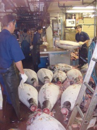 JAPAN-ISRAEL-FISH_MARKET_TUNA