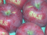 JAPAN-ISRAEL-APPLE_WITH_IEROGLIF-ONLY_IN_JAPAN