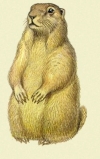 День сурка